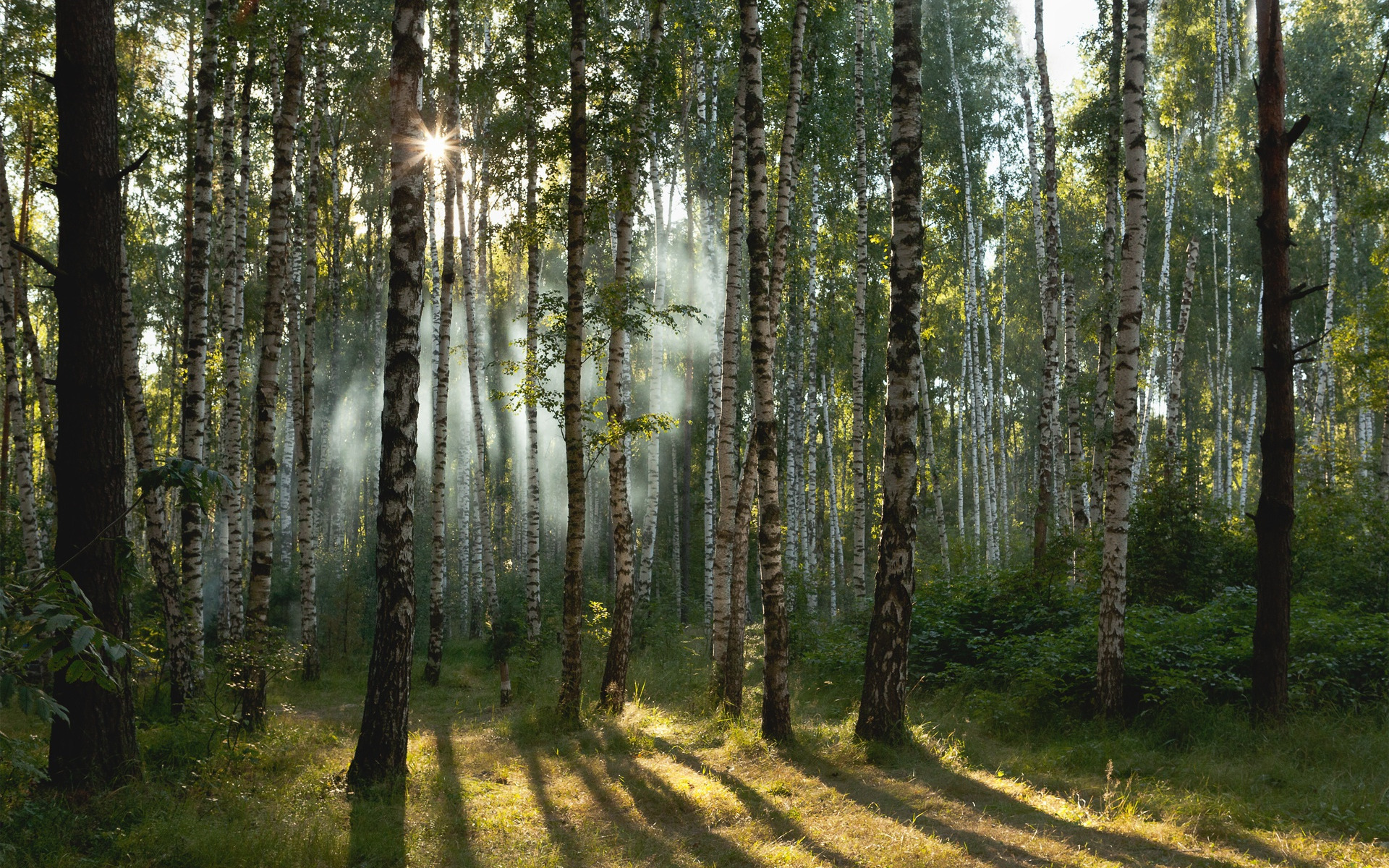 Красивые леса России