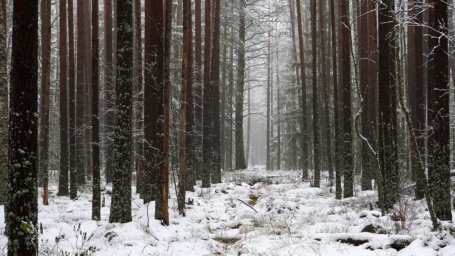 Национальный парк Завидово зимой