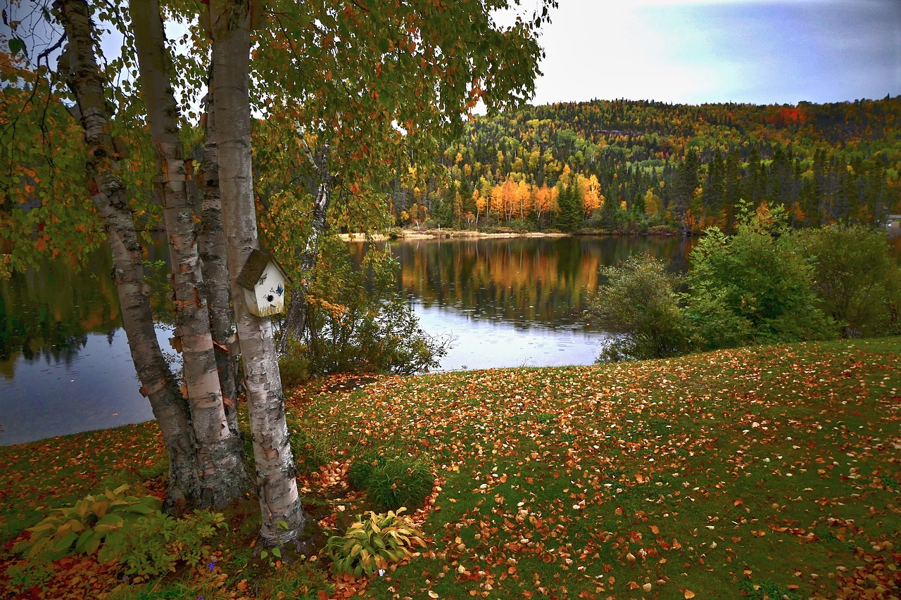 Осень береза у реки