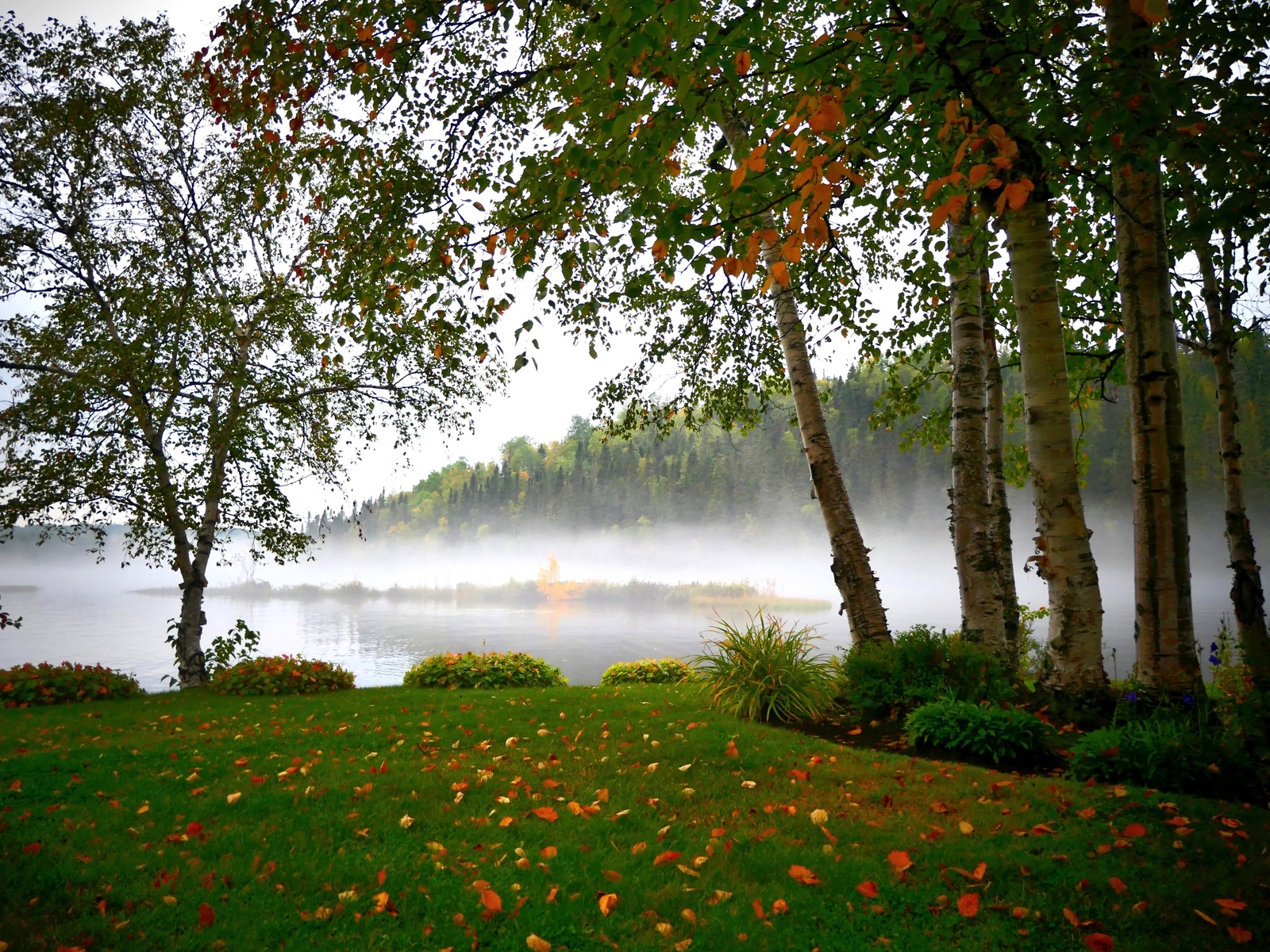 природа картинки красивые лето озеро лес