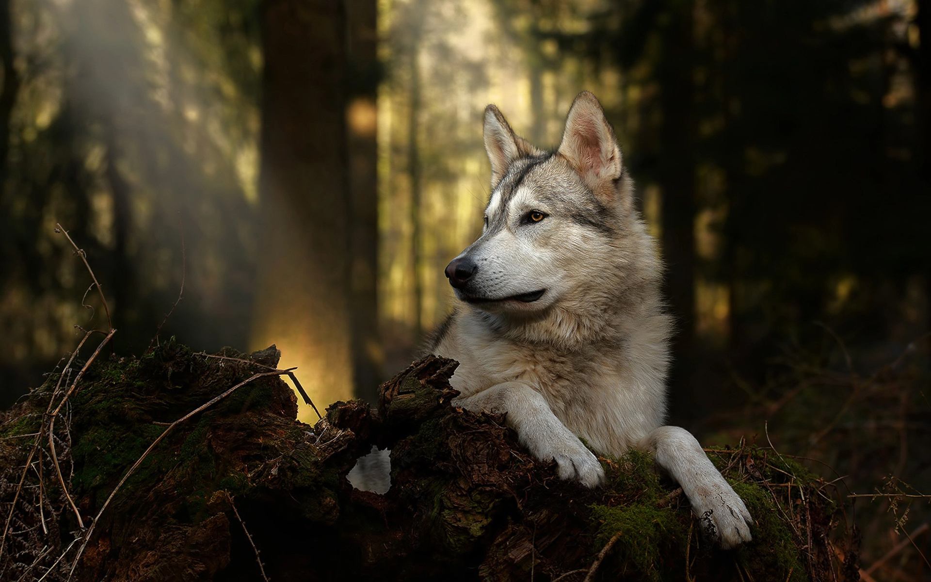 фото волка в лесу