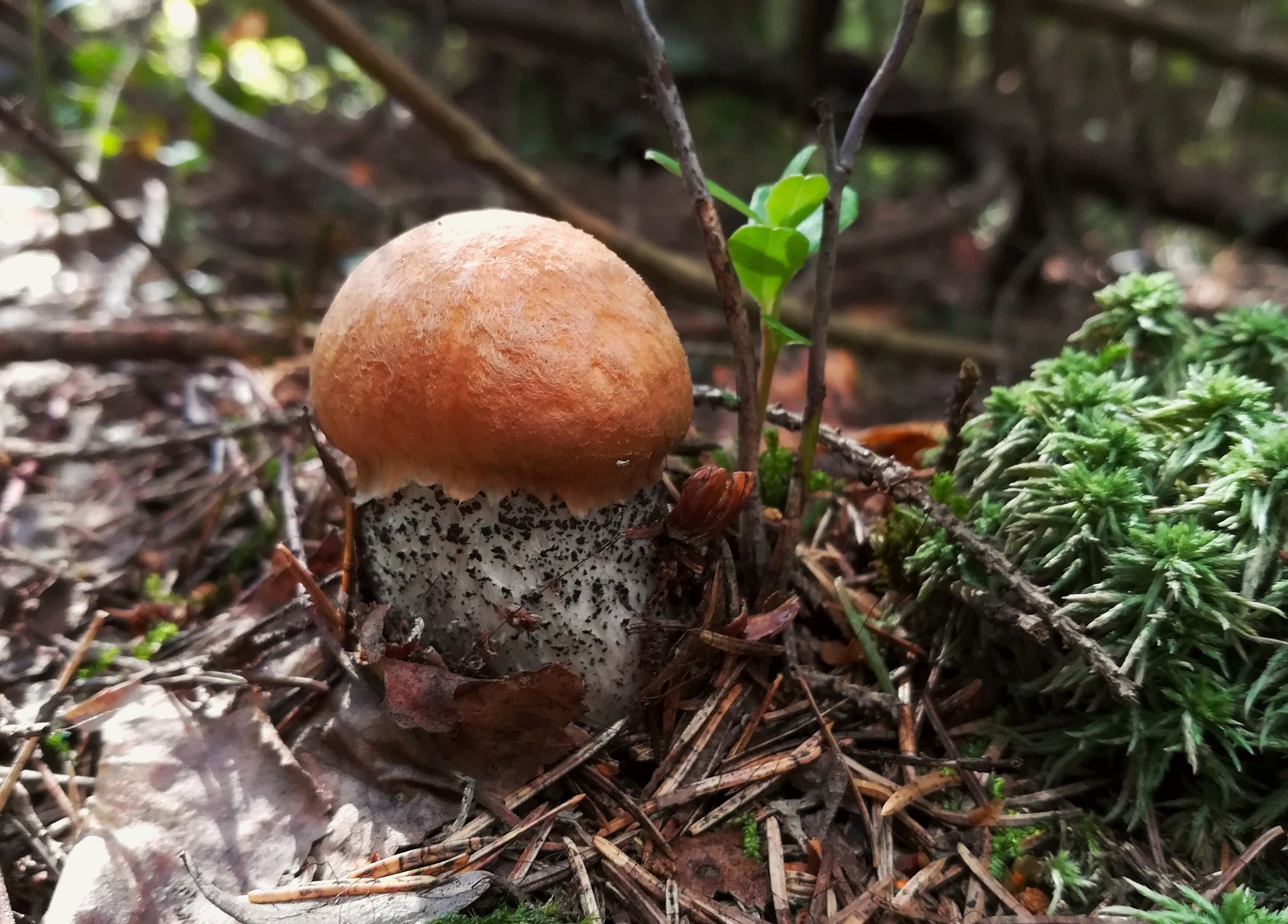 Лесные грибы России