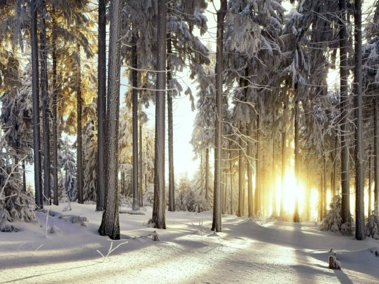 Беловежская пуща зима