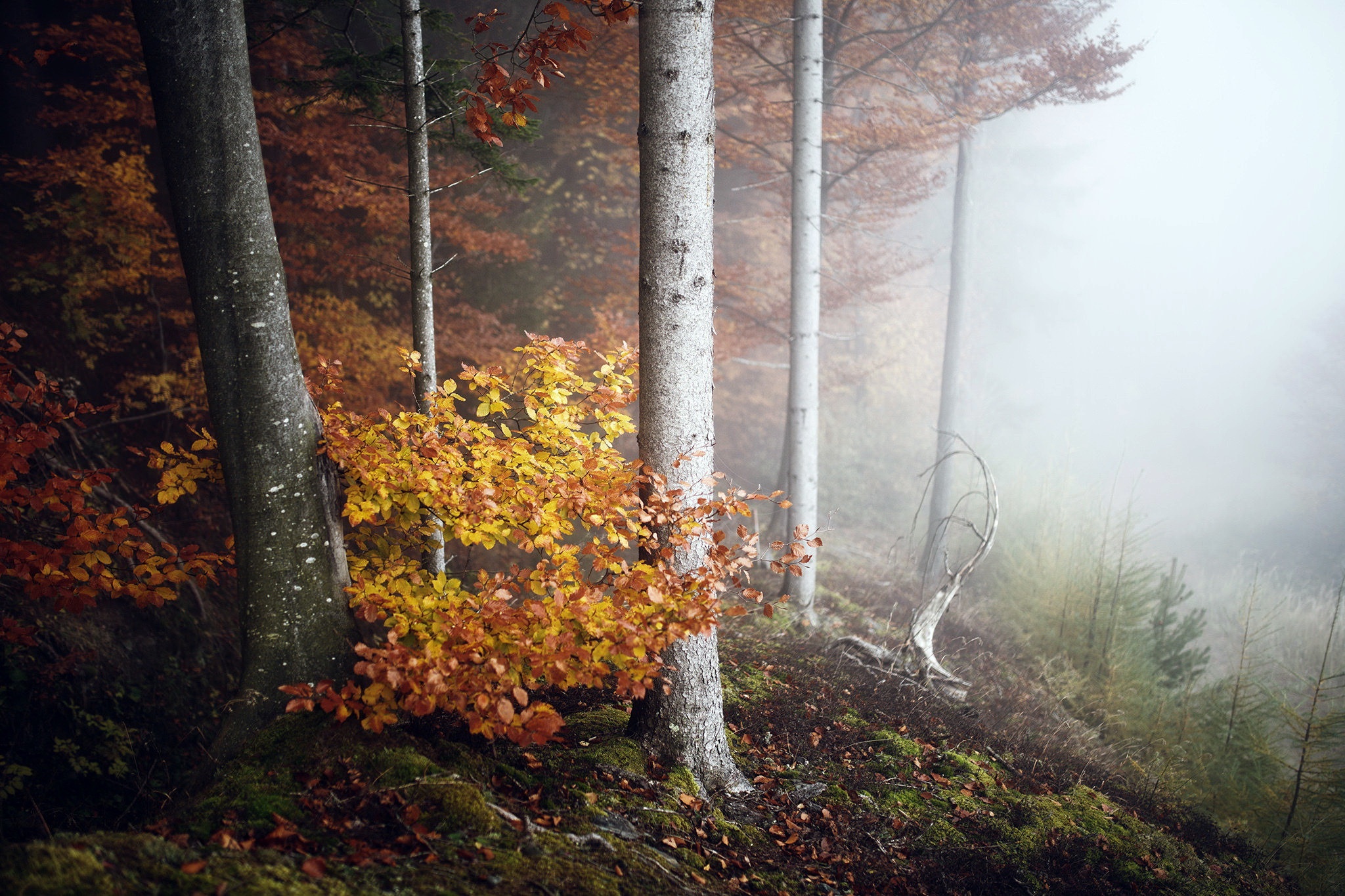Осенние деревья в тумане