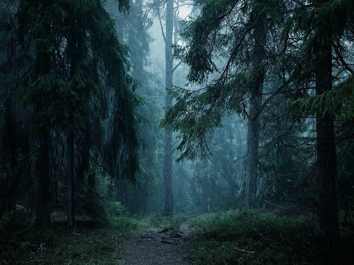 Ведьмин лес Канада