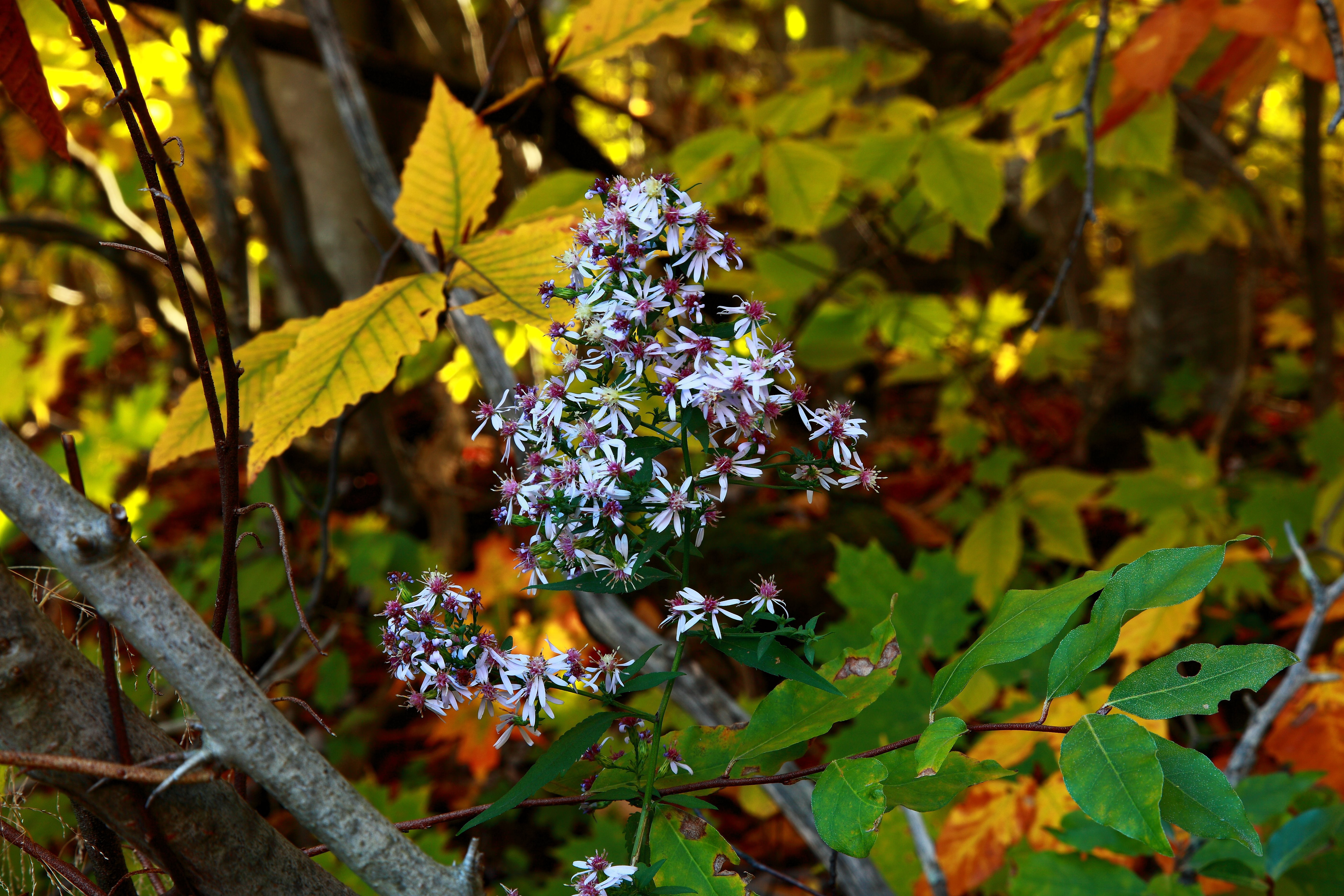 Осенние цветы в лесу