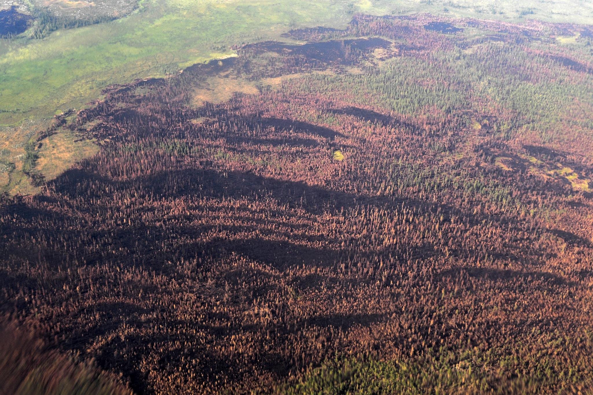 Долина Мехико обезлесение