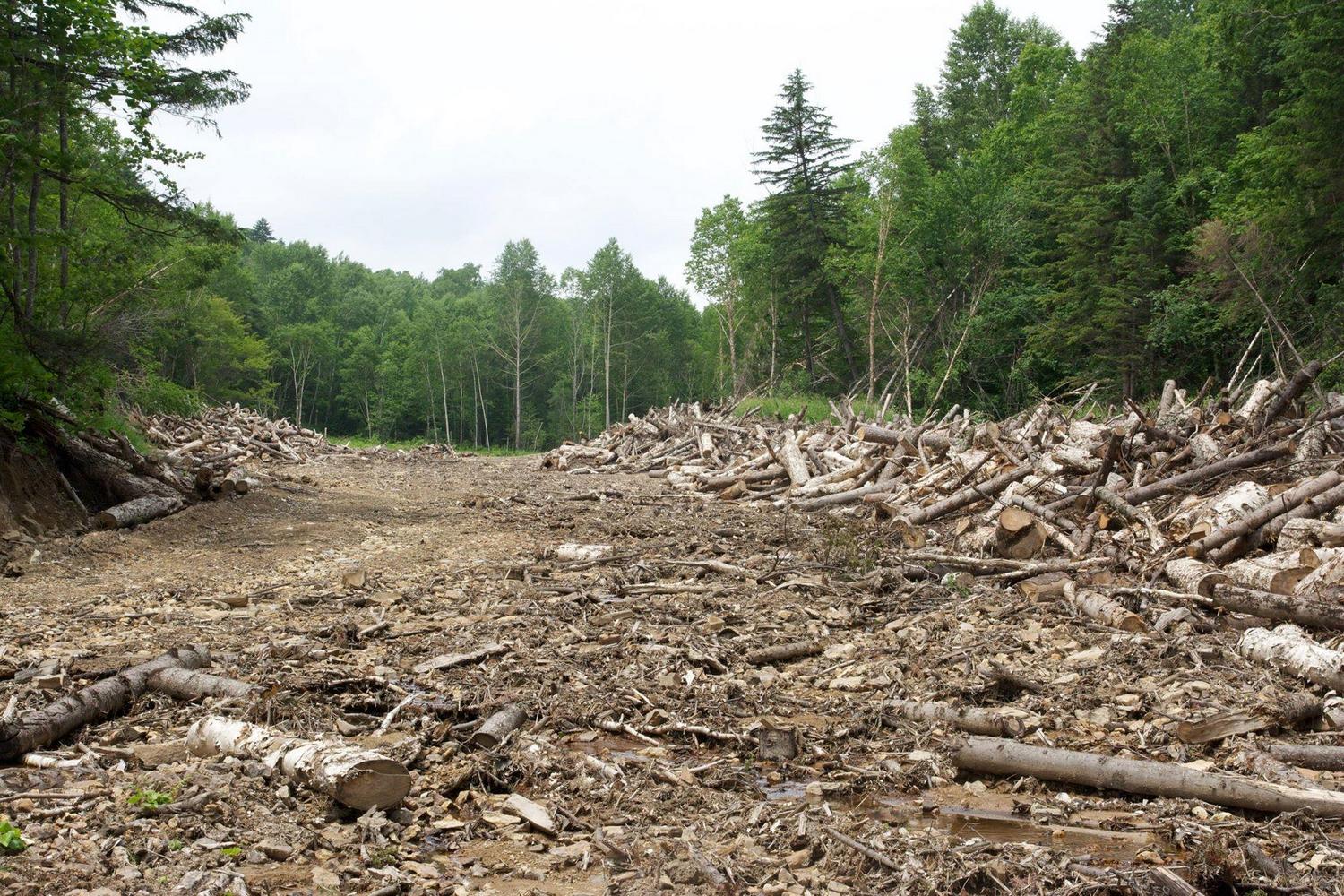 Вырубка широколиственных лесов в России