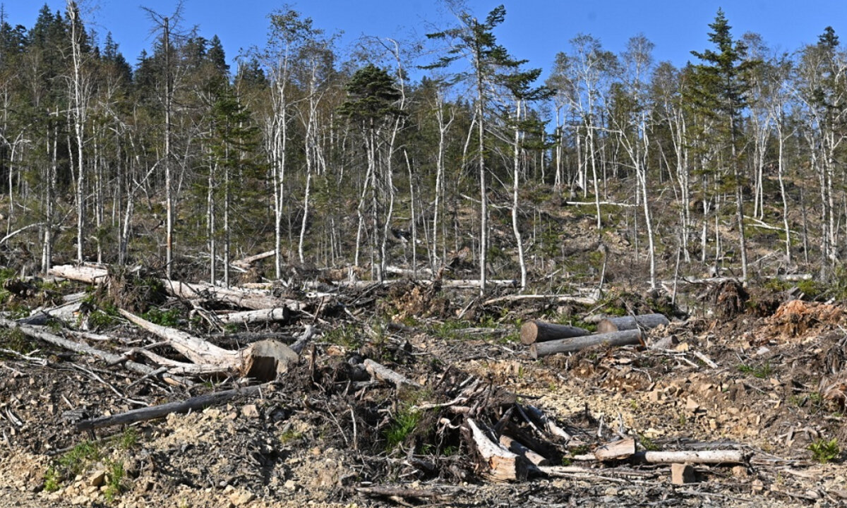 Тайга Хабаровского края вырубка леса