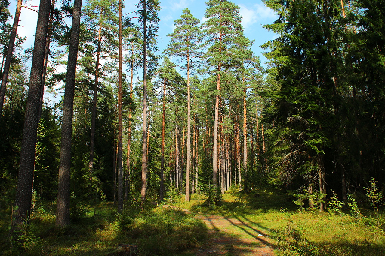 Сосновый Бор лес Санкт-Петербург