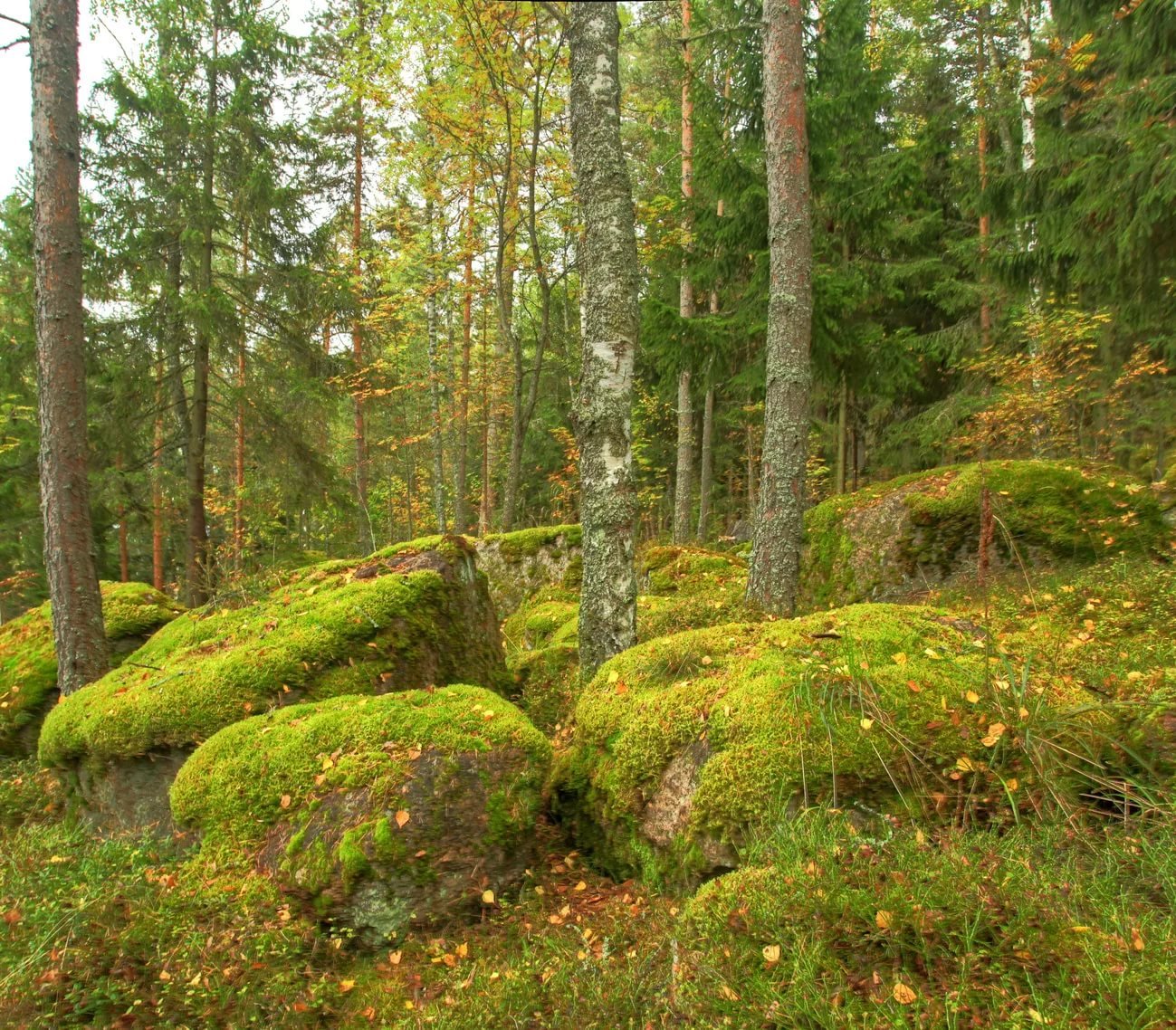Сосновый лес в Ленинградской области