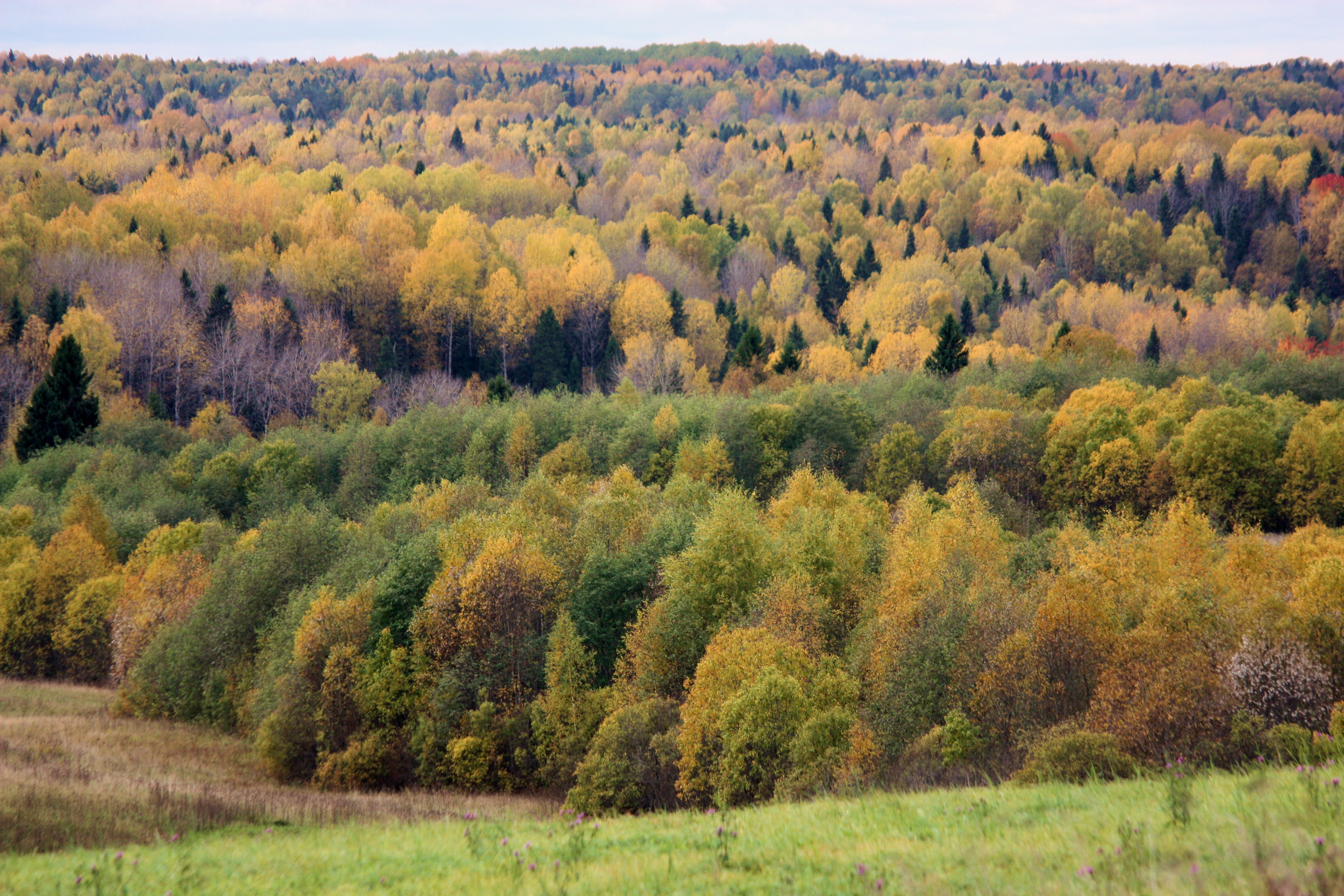 Дубовая лесостепь Южного Урала
