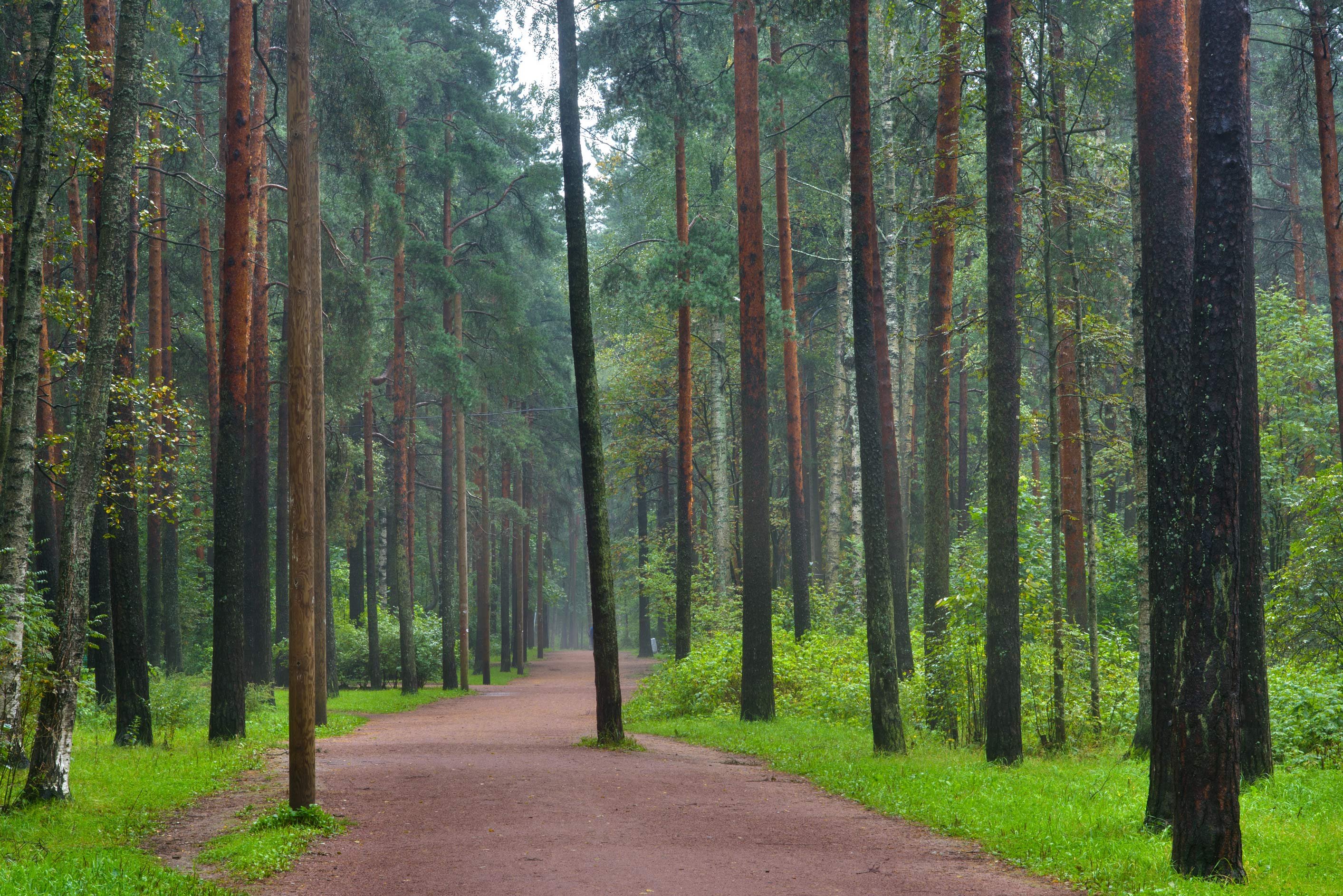 Леса Санкт Петербурга парк