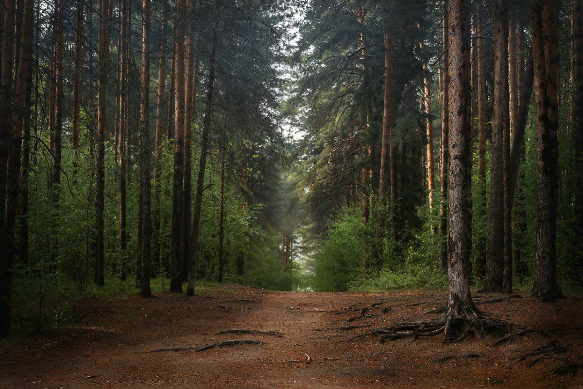 фото лес в городе