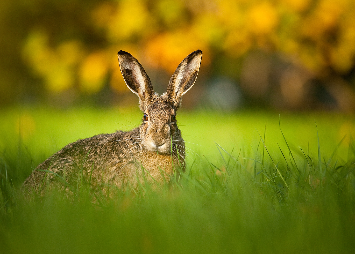 Заяц в осеннем лесу (много фото) - treepics.ru