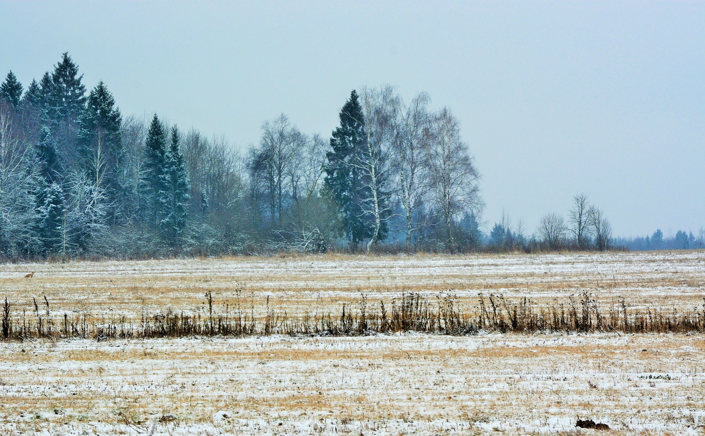 Зима поле