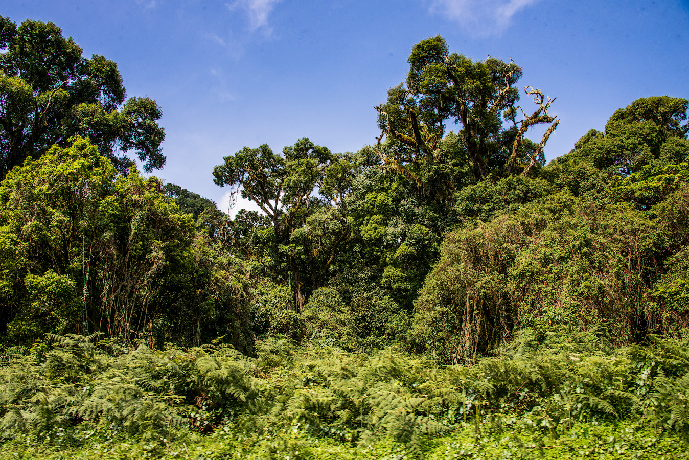 Гвинейская лесосаванна