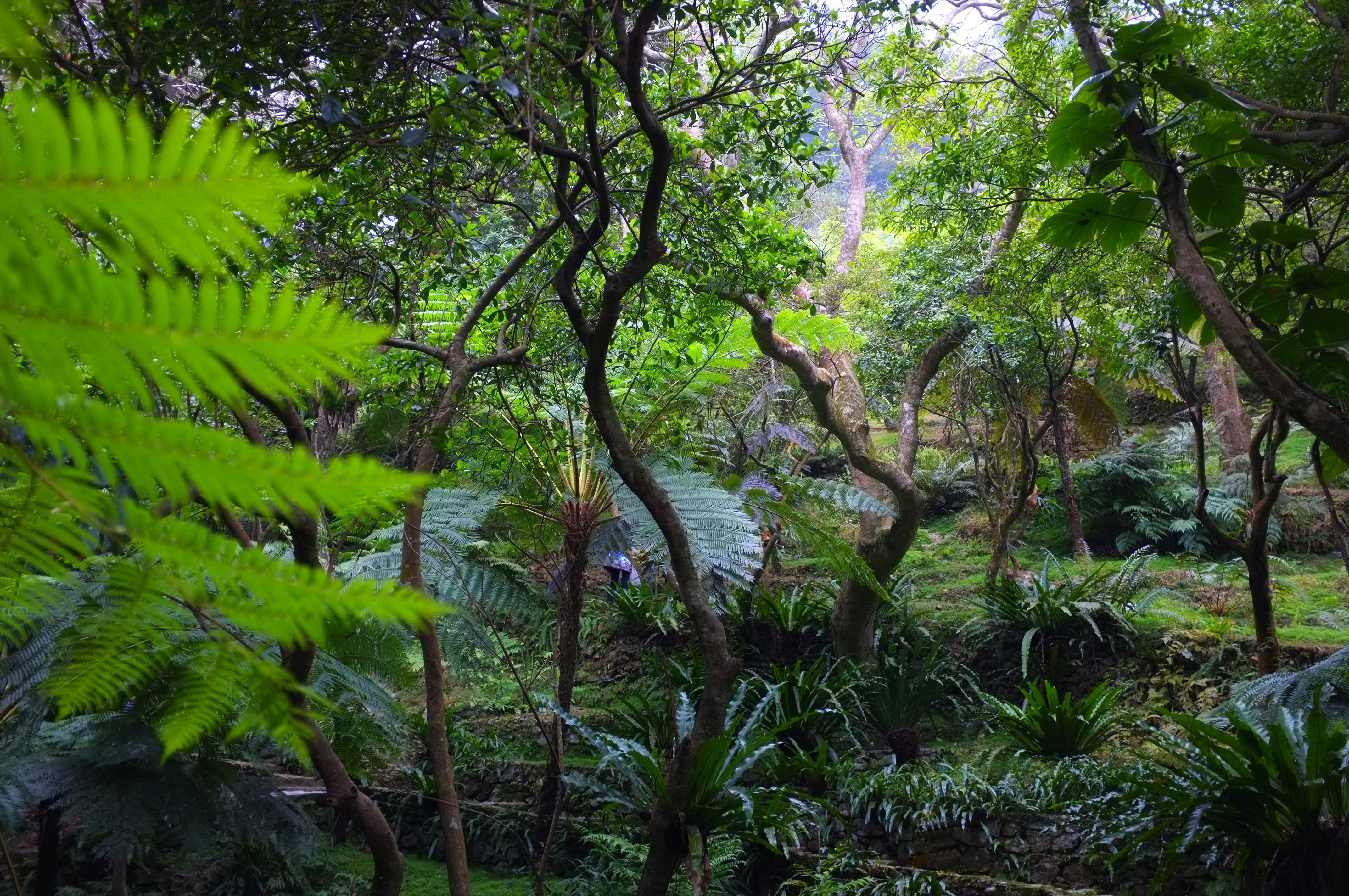 Влажные листопадные тропические леса Африки