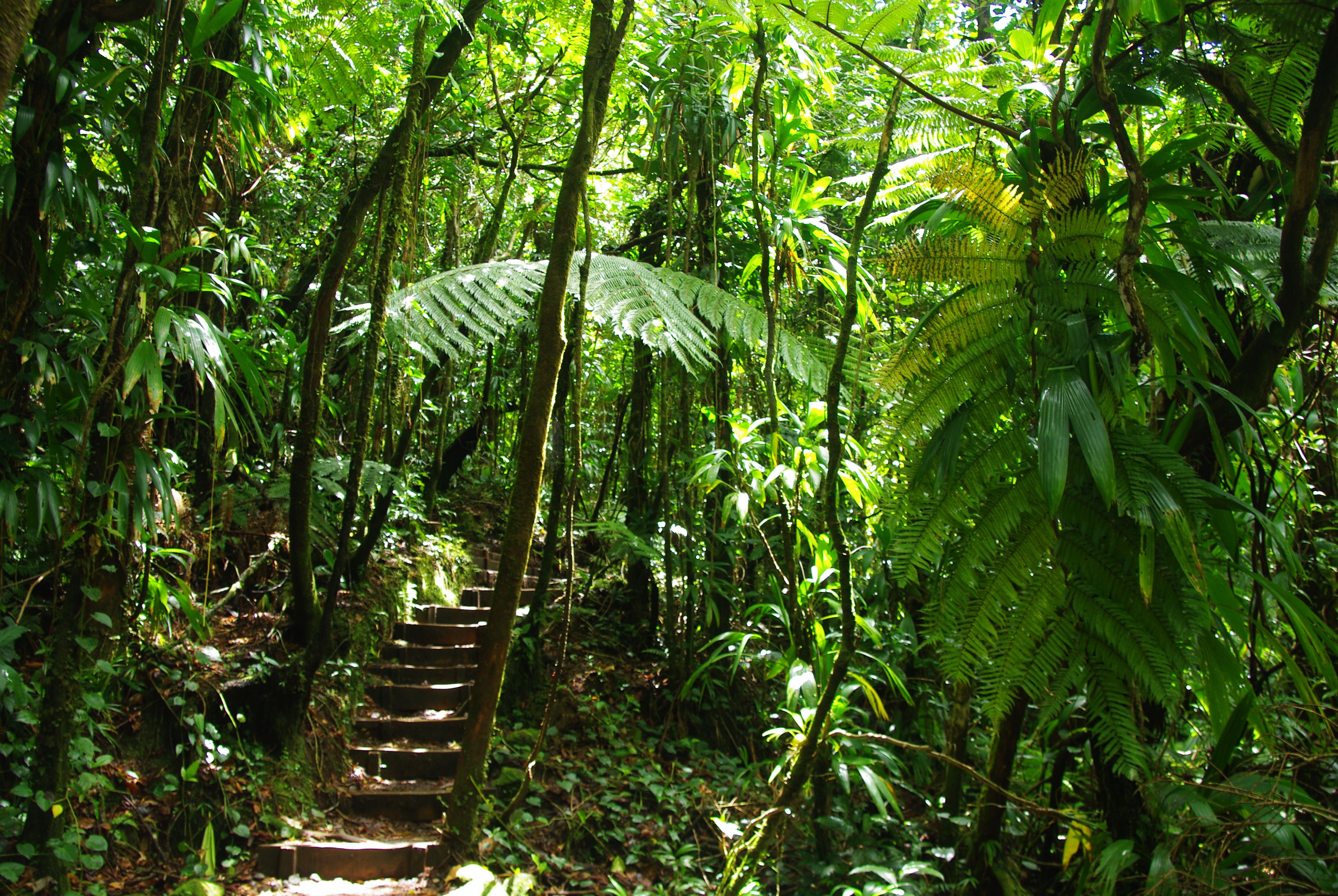 Тропический лес Дантри
