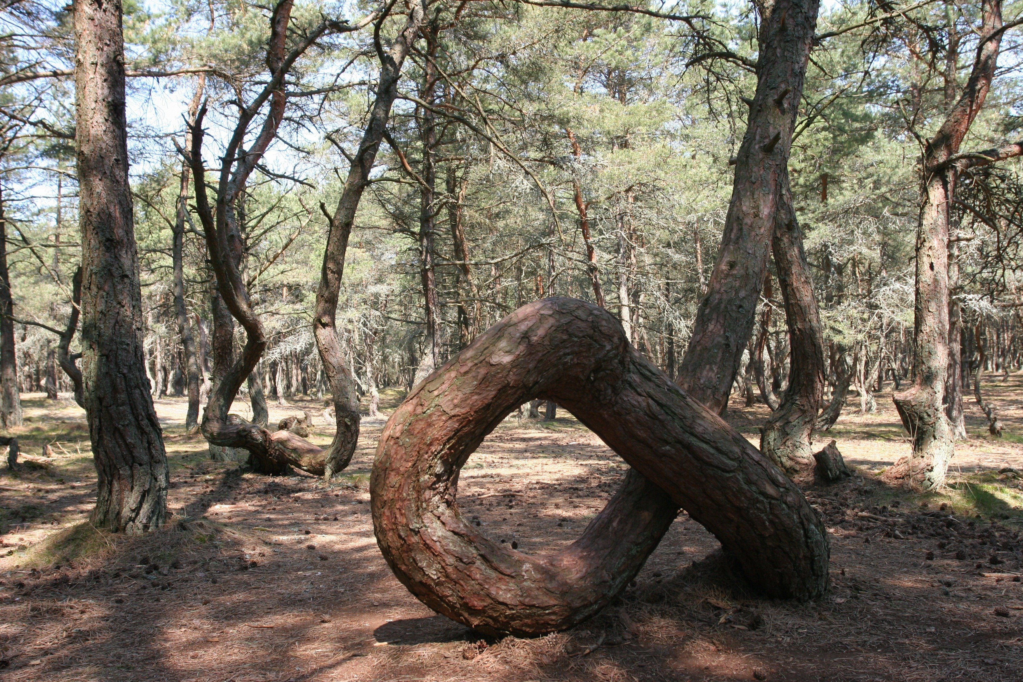 Куршская коса национальный парк Танцующий лес