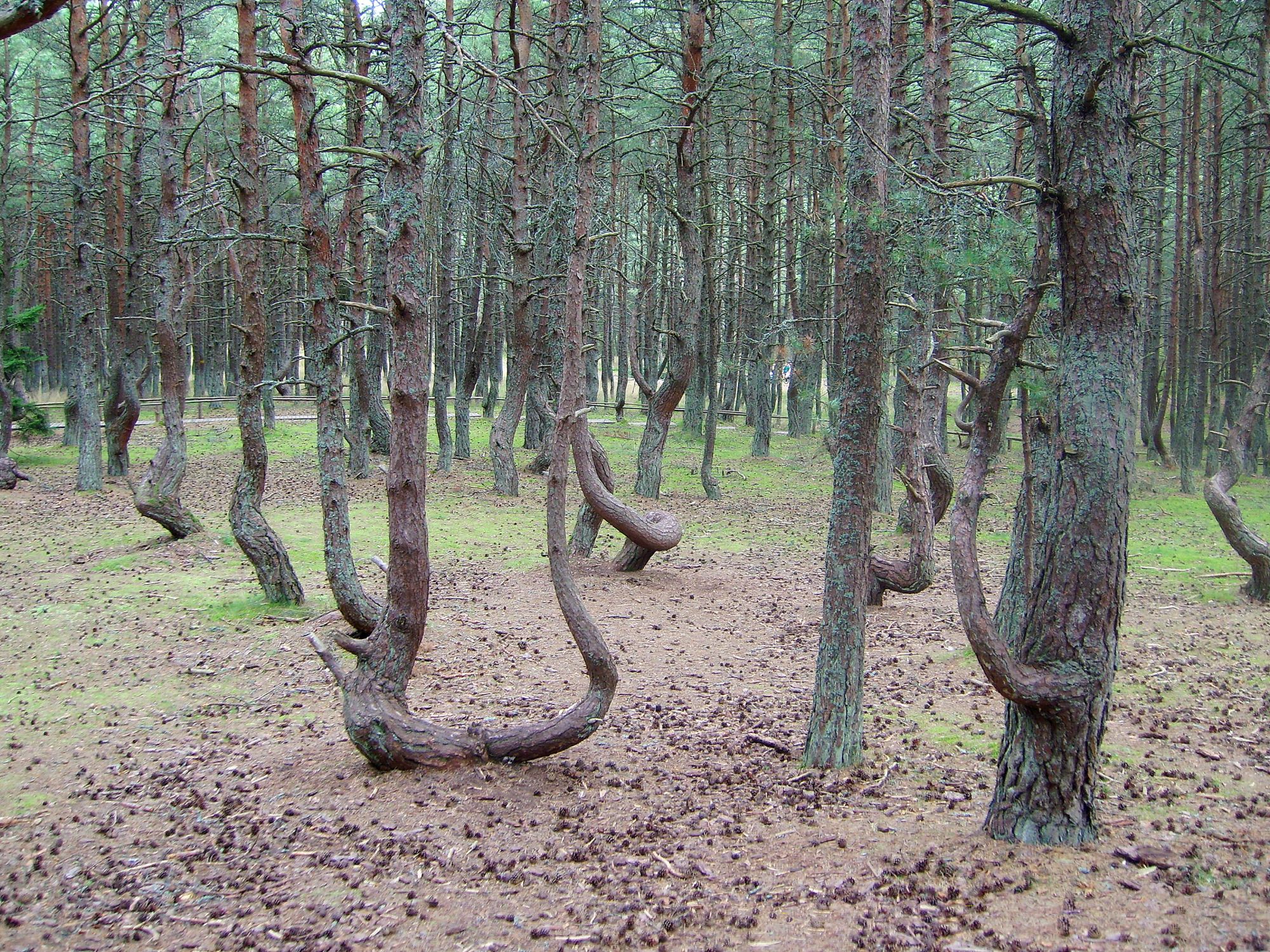 Пьяный лес Калининградская область