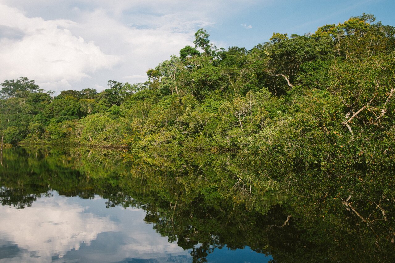 Бразилия джунгли Амазонии