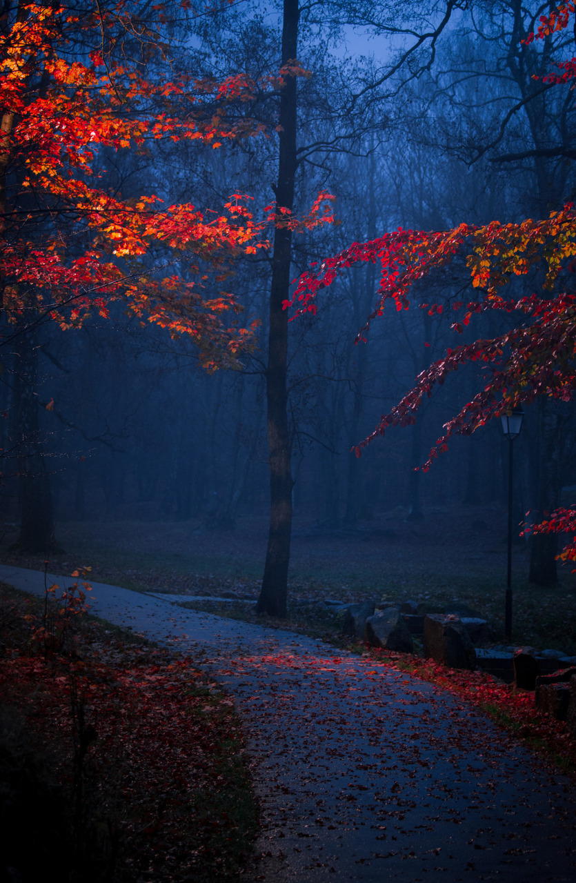 Лес осенью ночью