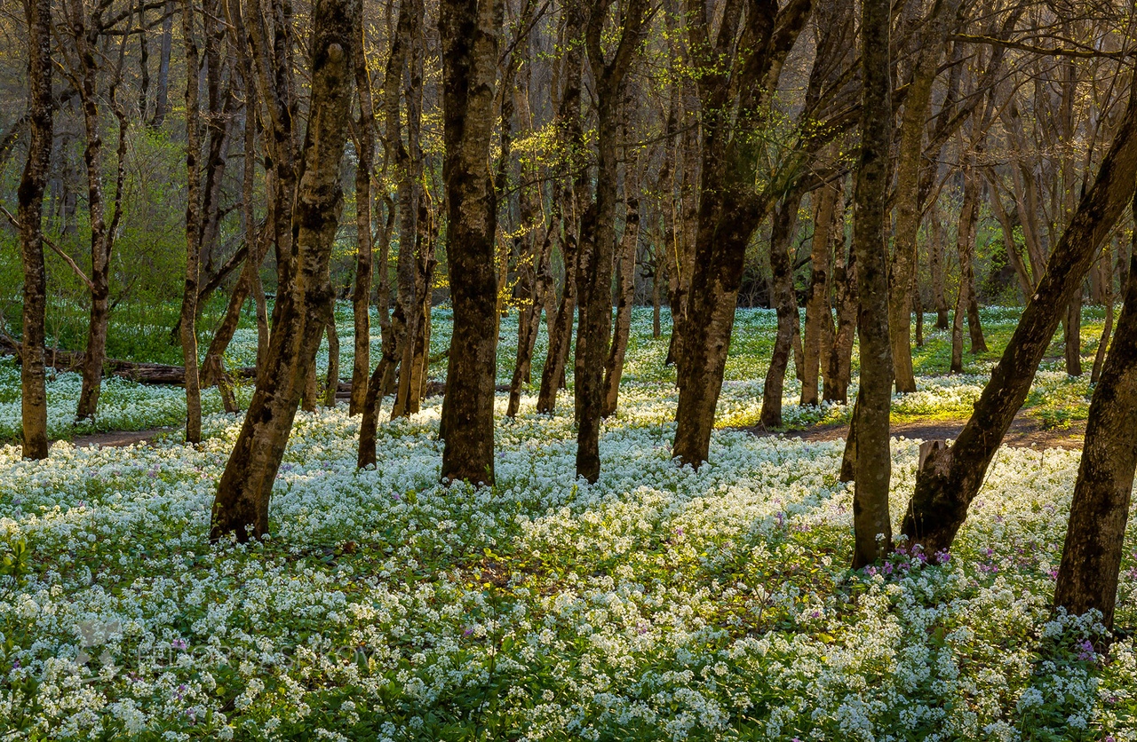Ставропольский лес весной