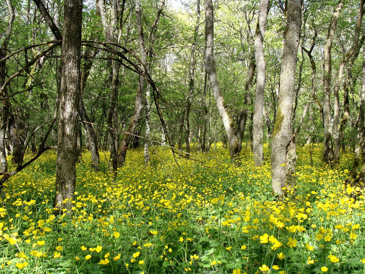 Лес Украины