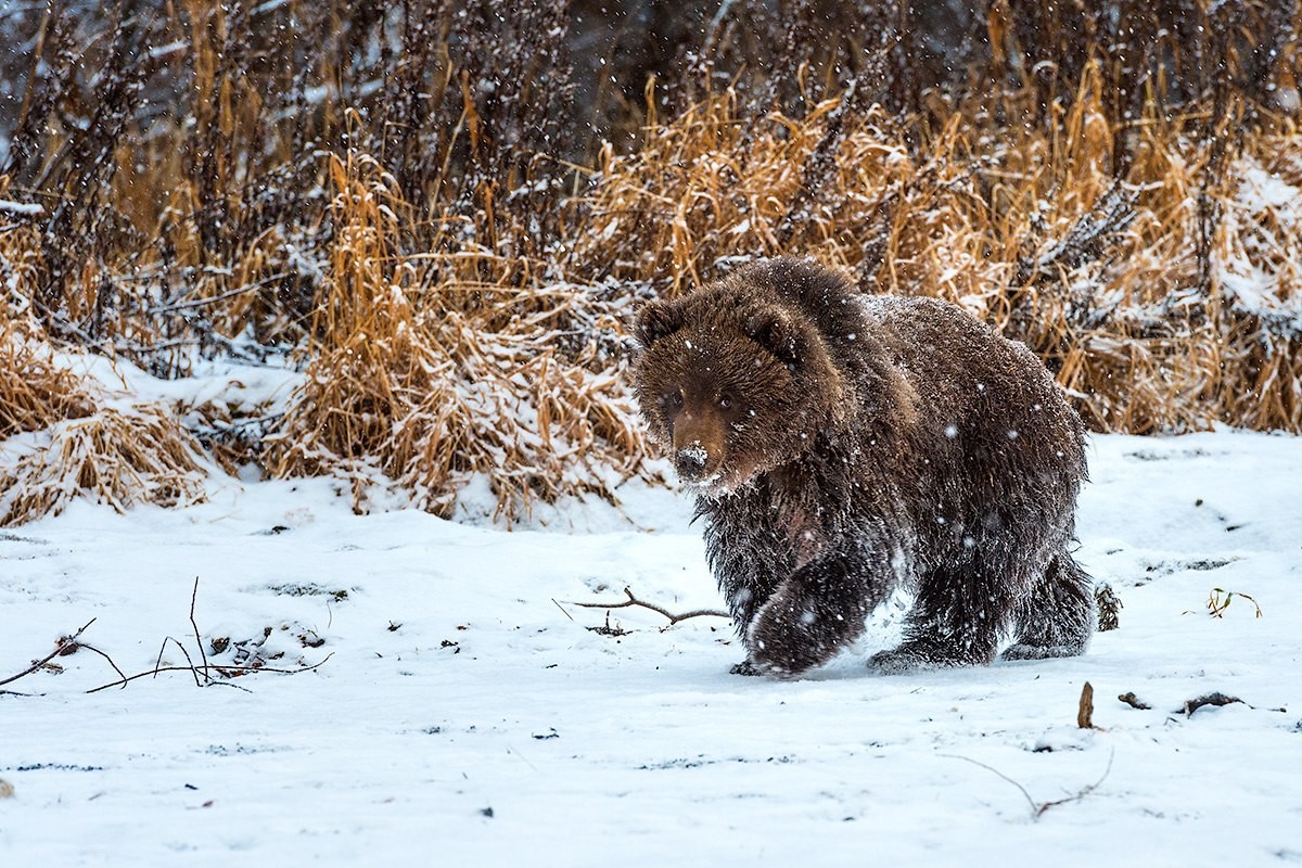 Медведь зимой