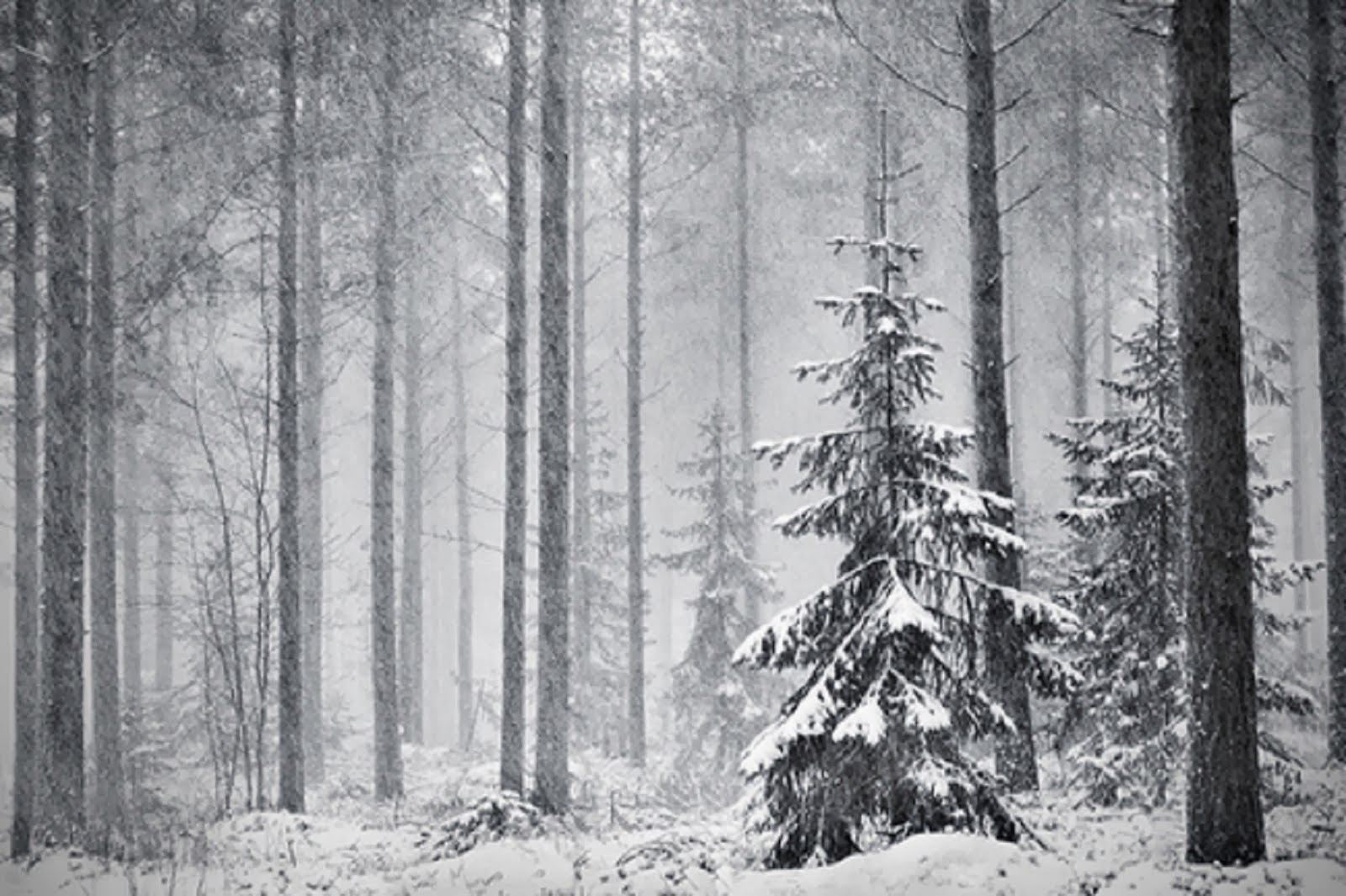 Чёрно белый лес зимой