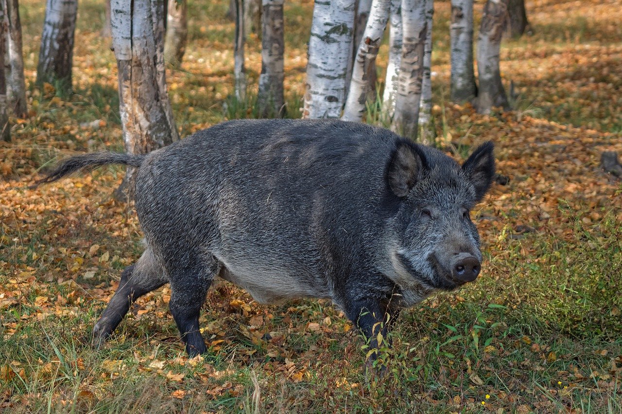 Маленький кабан фото