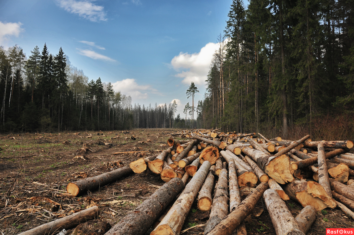 Незаконная вырубка лесов