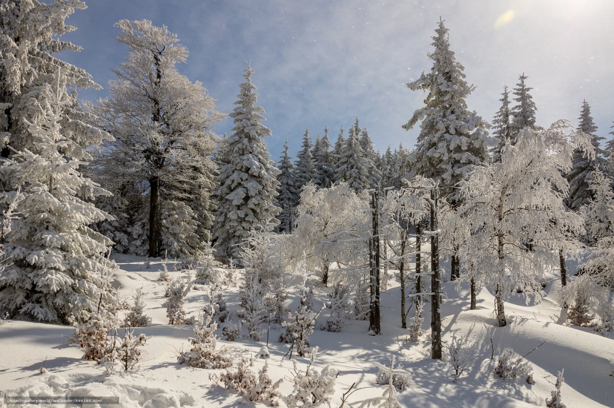 Зимний лес средней полосы России