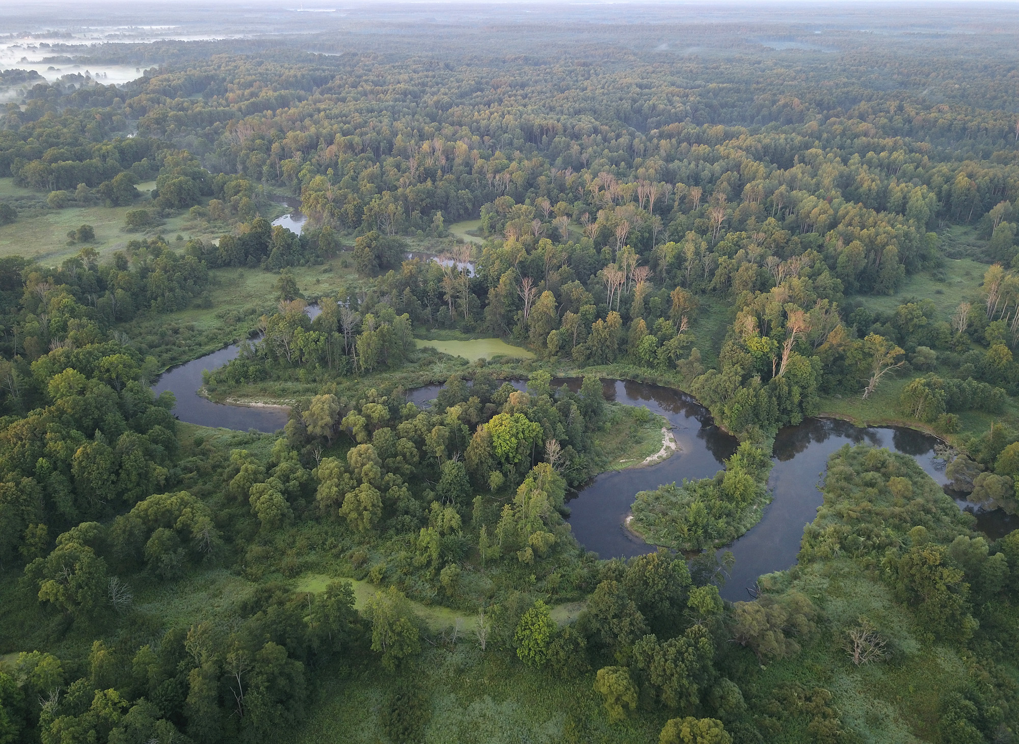 Брянский лес картинки