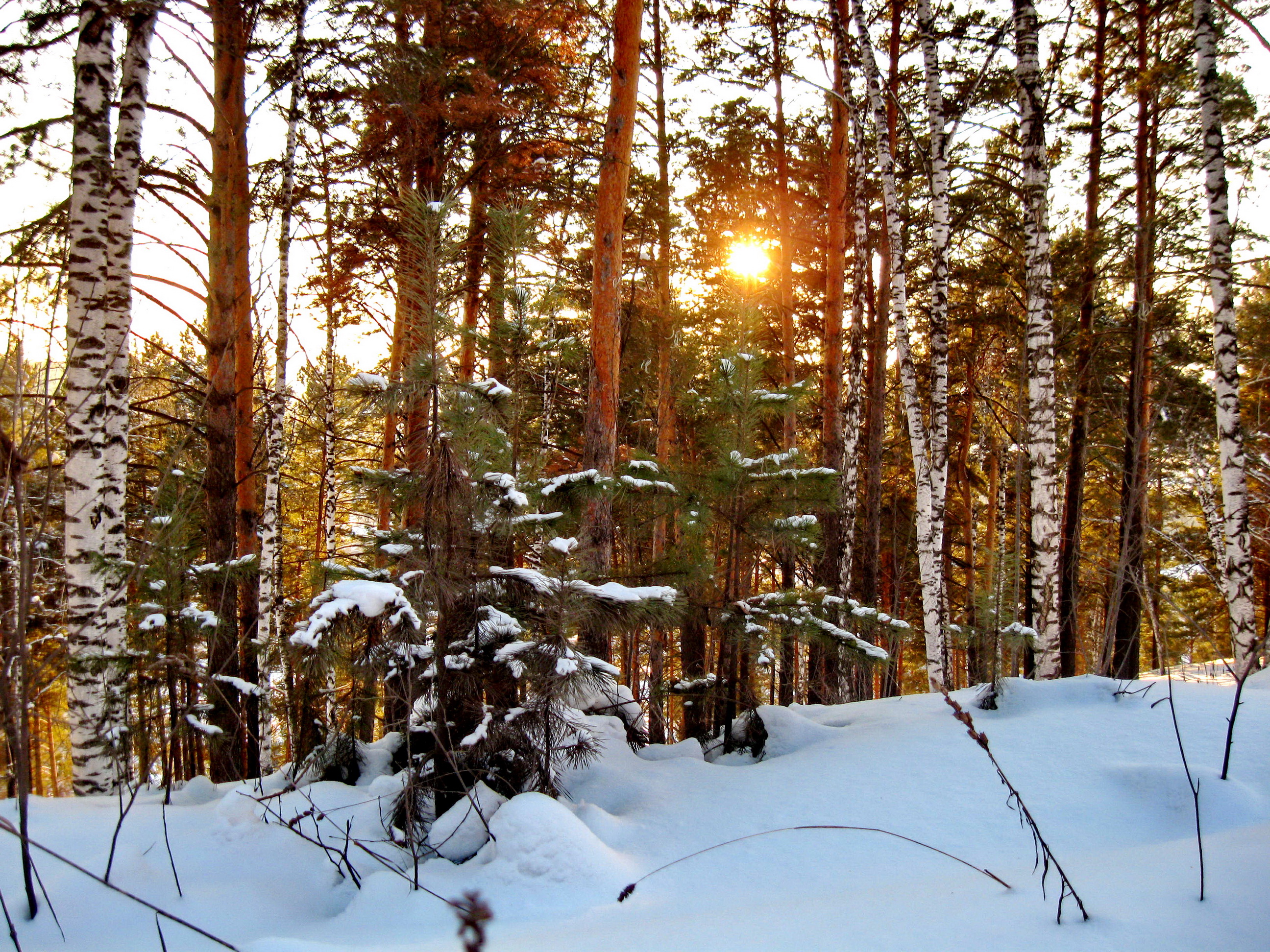 Зимний смешанный лес