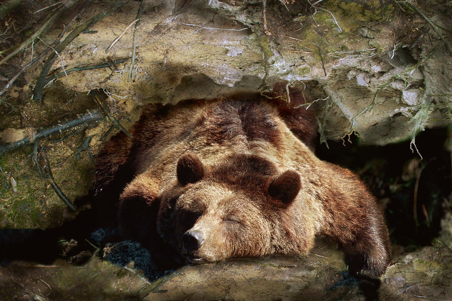 Спящий медведь в берлоге фото