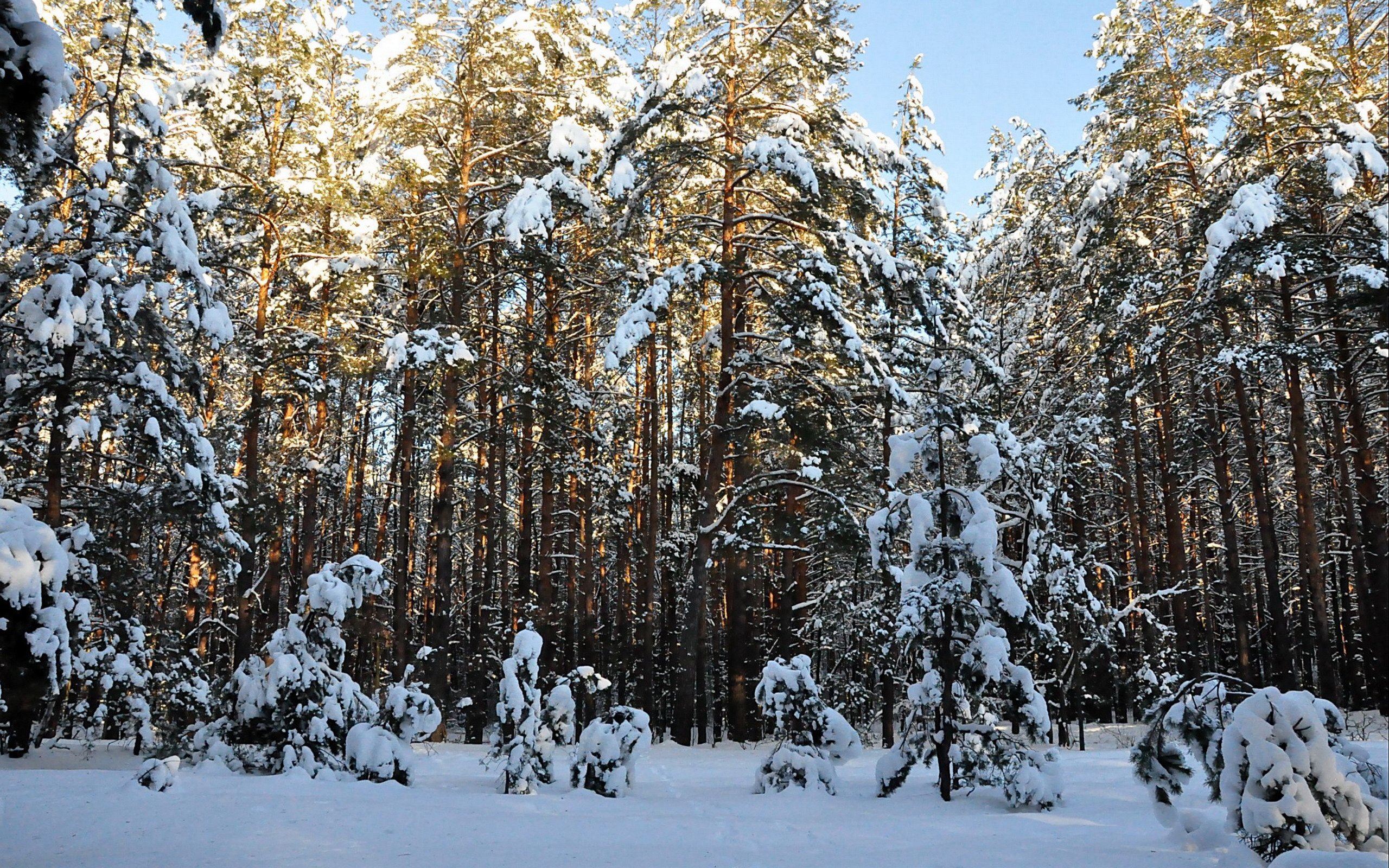 Зима на опушке леса