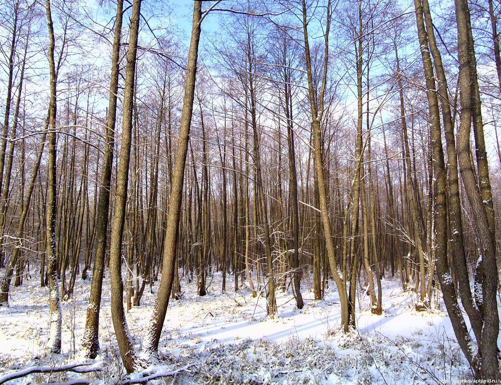 Широколиственный лес зима