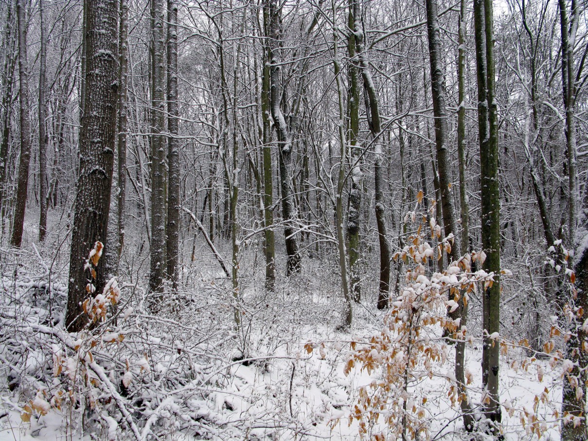 Лиственный лес зимой без снега