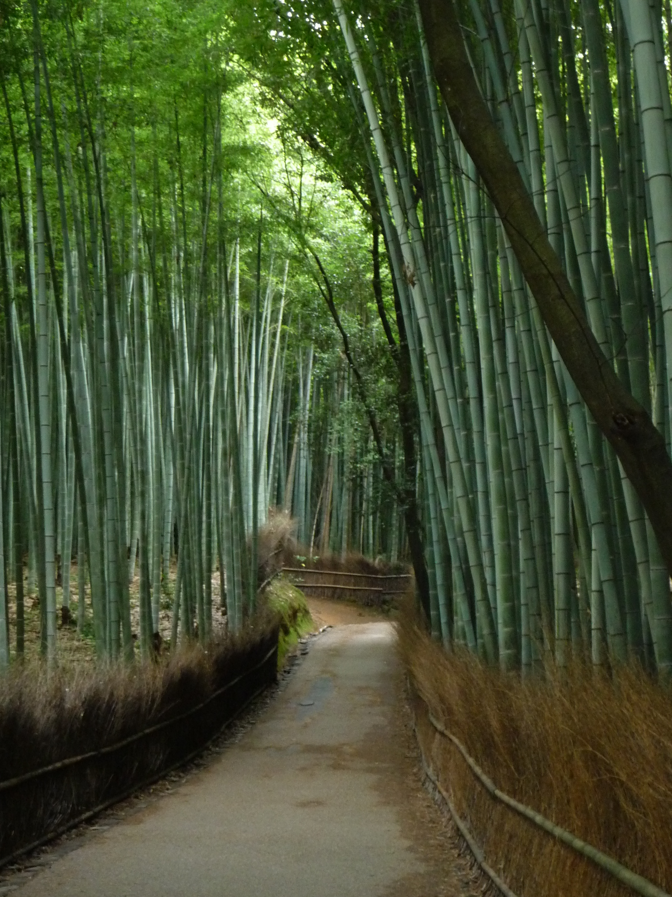 Бамбуковый лес Сагано перекрёсток