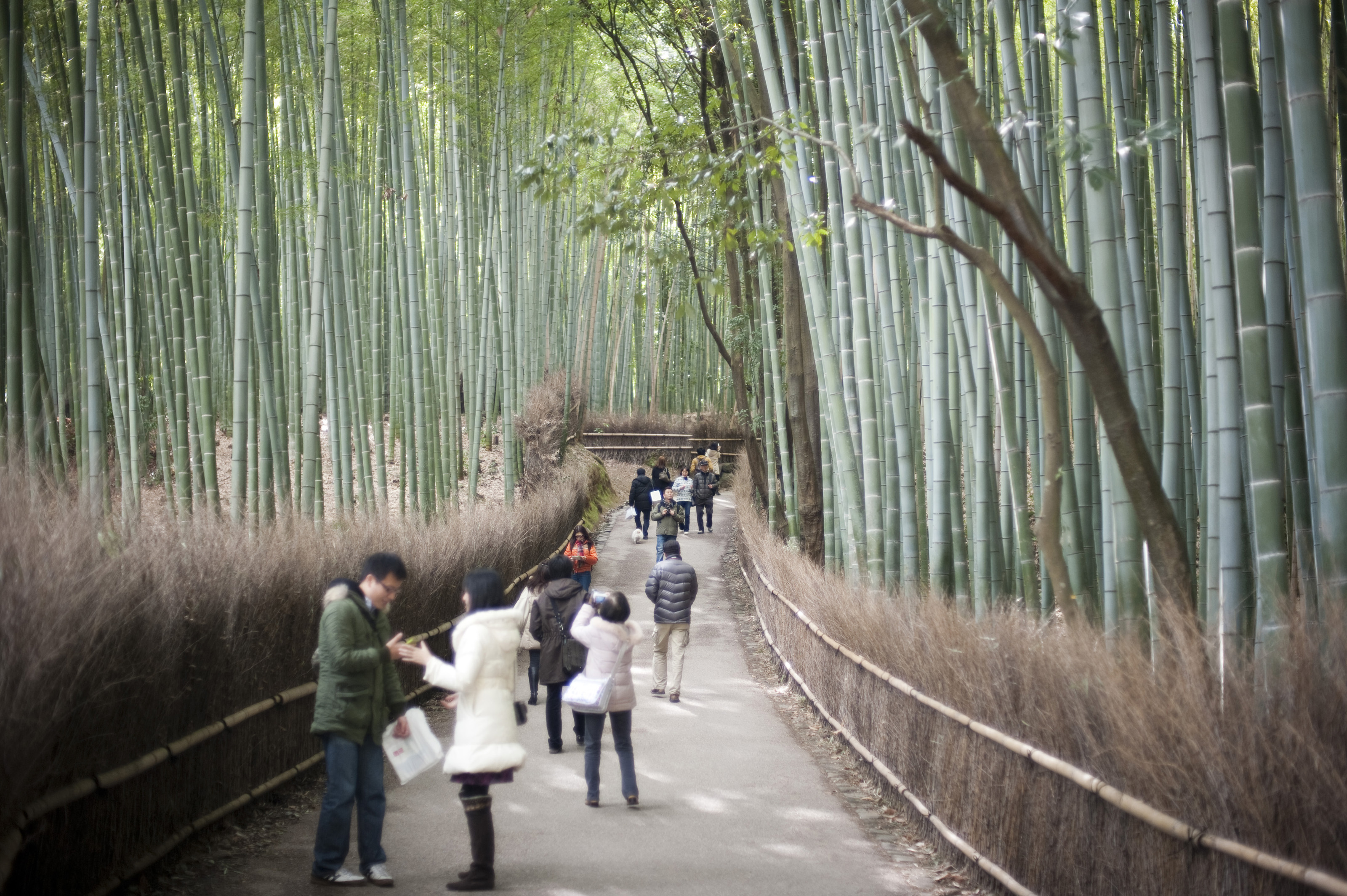 Бамбуковый лес Сагано г.Киото кратко