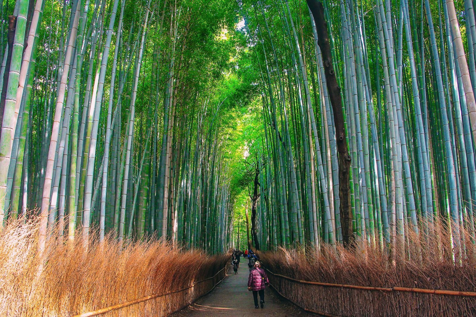 Бамбуковая роща в районе Арасияма, Киото
