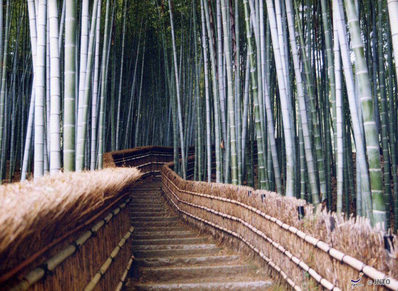 Бамбуковый лес Сагано и сад Окочи Сансо