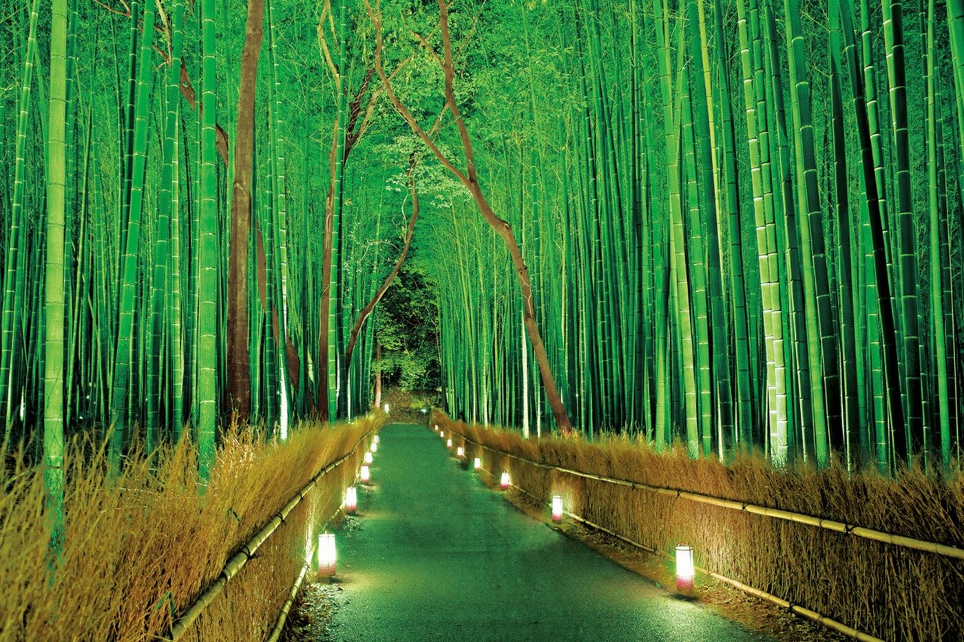 3. Бамбуковый лес Сагано (г. Киото)