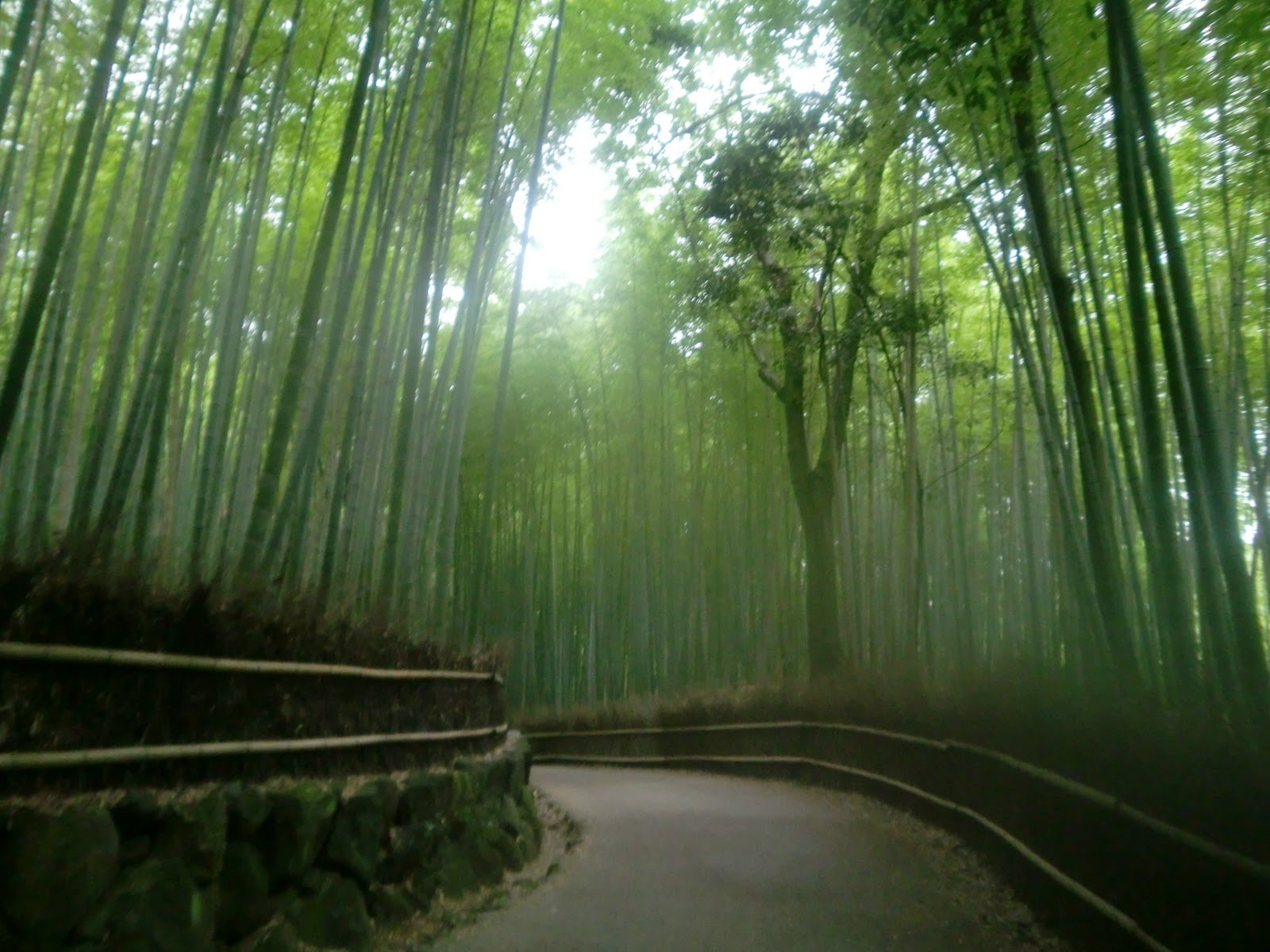 Фотокарточки Япония бамбуковый лес Сагано
