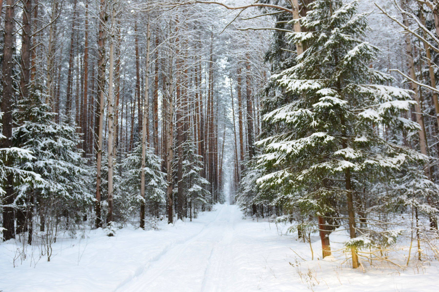 Зимний Уральский лес