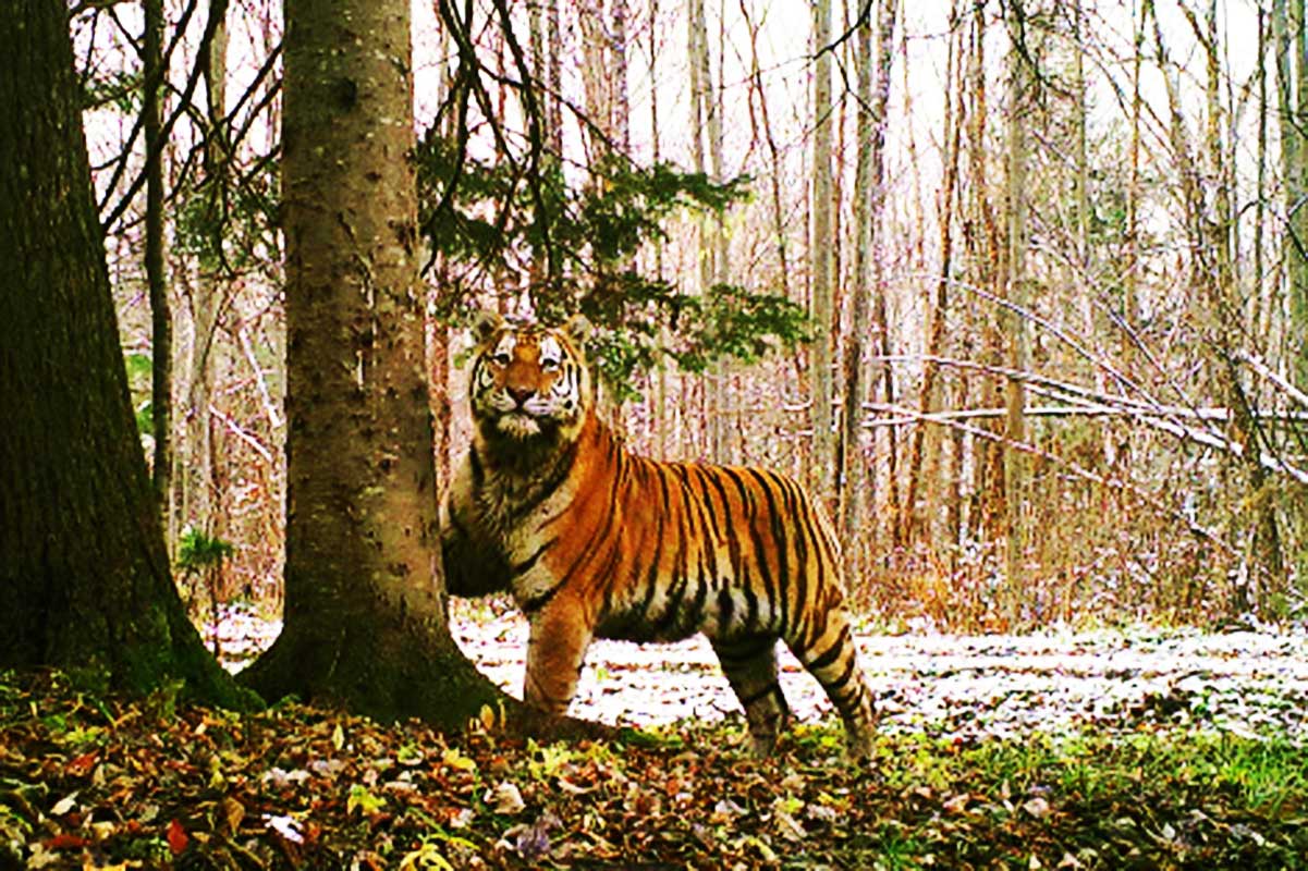 Сибирский тигр ареал