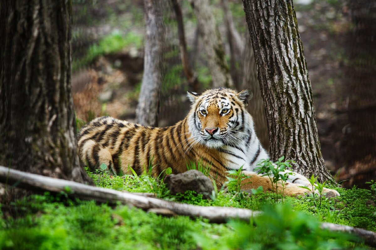 Амурский тигр Сихотэ-Алинь