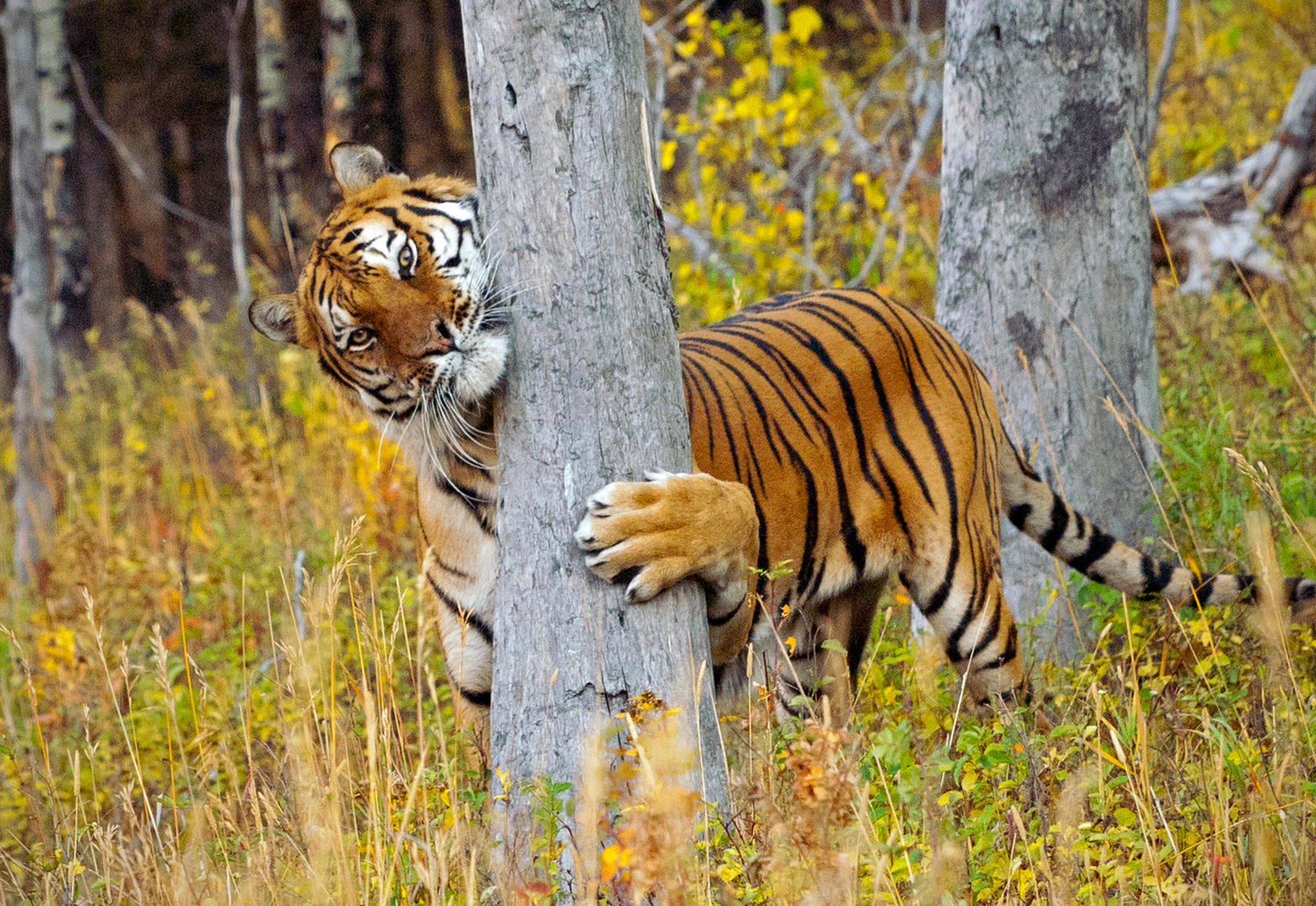 Кедровая Падь Амурский тигр
